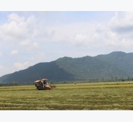 Nâng cao hiệu quả sản xuất lúa