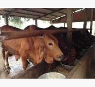 Nhu cầu về protein và amino acid đối với bò sắp đẻ (BSĐ)