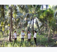 Phát triển vườn dừa theo chuẩn organic