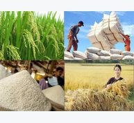 Xuất khẩu gạo giảm hơn 12% trong nửa đầu tháng 9