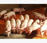 Phương pháp ép đùn mang lại hiệu quả cho thức ăn lợn con