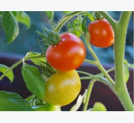 Một số loại bệnh hại trên cây cà chua và biện pháp phòng trừ - Phần 1