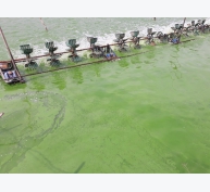 Kiểm soát độc tố tảo ao nuôi