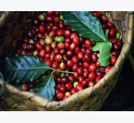 Cà phê Châu Á: Việt Nam trầm lắng đợi vụ thu hoạch mới