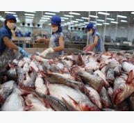 VASEP dự báo xuất khẩu cá tra giảm dịp cuối năm