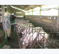 Thay heo bằng bò tại Bình Định