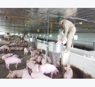 Quy trình chăn nuôi lợn an toàn sinh học cùng vào cùng ra