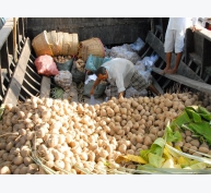 Nông dân biên giới trồng củ đậu lãi 200 triệu đồng/ha