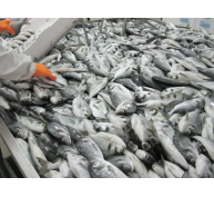 Xác định các gien quan trọng nhằm tăng năng suất nuôi cá tráp (seabream)