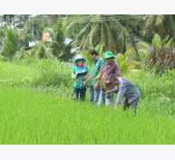 Giải pháp tối ưu phòng trừ bệnh cháy bìa lá