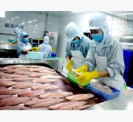 Ngành công nghiệp cá tra Việt Nam nhìn từ cấp vùng