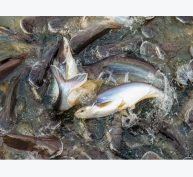Trường hợp cải thiện an toàn sinh học tại các trang trại chăn nuôi cá da trơn Việt Nam