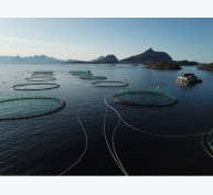 Cá hồi Hoàng gia Na Uy phát tín hiệu báo động về khả năng bùng phát dịch thiếu máu cá hồi