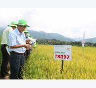 Giống lúa TBR97 đạt năng suất trên 8 tấn/ha tại Đắk Lắk