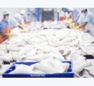 Mực, bạch tuộc xuất khẩu bật tăng sau khi EVFTA có hiệu lực