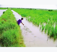 Hiệu quả nuôi tôm – lúa và luân canh tôm sú sinh thái tại Bến Tre