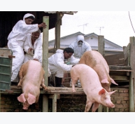 Hiểu đúng về bệnh Nipah ở lợn