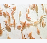 Sử dụng Microbial Flocs làm thức ăn cho Artemia