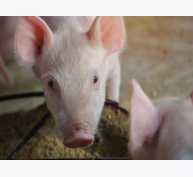 EU phê duyệt dùng côn trùng làm thức ăn chăn nuôi cho lợn, gia cầm