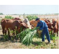 Làm Giàu Từ Nuôi Bò Sinh Sản