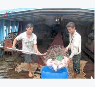Cá Nuôi Miền Tây Xuất Mạnh Sang Campuchia