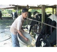 Nông Dân Long Hòa Khấm Khá Nhờ Mô Hình Nuôi Bò Sữa