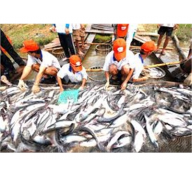 Khuyến Nông Huyện Phú Tân Hội Thảo Mô Hình Nuôi Cá Tra BMP Tại Xã Phú Hiệp