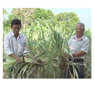 Khó Khăn Chuyển Đổi Cây Trồng Tại Những Vùng Trồng Mía Ninh Hòa (Khánh Hòa)