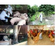 Giám sát chặt dịch bệnh trên đàn vật nuôi