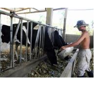Nỗi lo đàn bò sữa khi gia nhập TPP