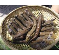 Cá thòi lòi món ăn nhà nghèo ở Cà Mau bất ngờ tăng giá