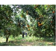 Phát huy tiềm năng vườn cây ăn quả ở Gò Công Tây 