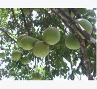 Phát huy lợi thế vườn cây ăn trái đặc sản