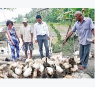 Quy mô chăn nuôi gia súc, gia cầm chủ yếu nhỏ lẻ