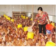 Để giảm tổn thương cho chăn nuôi Bình Thuận