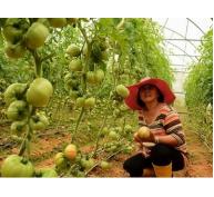 Thực hiện Dự án Nâng cao năng suất, chất lượng cà chua tại Lâm Đồng