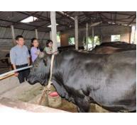 Cải tạo chất lượng đàn bò địa phương giải pháp giảm lượng thịt bò nhập khẩu