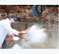 Quyết định của UBND tỉnh về việc công bố dịch cúm gia cầm A/H5N6 trên địa bàn xã Hiển Khánh, huyện Vụ Bản và xã Trực Phú, huyện Trực Ninh
