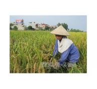 Cần tránh đầu cơ trong kinh doanh lúa gạo