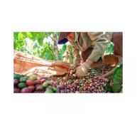 Giá cà phê xuất khẩu giảm trước niên vụ mới