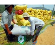 Giá lúa tăng từ 300 - 500 đồng/kg