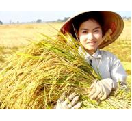 Giá lúa gạo tiếp tục tăng