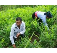 Gừng cay nên cần trung vi lượng