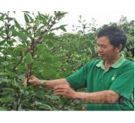 Hibicus cây trồng mới ở Tân Yên Bắc Giang