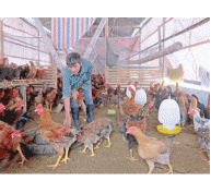 Hội Nông dân thị xã Bỉm Sơn tổ chức trao đổi kinh nghiệm mô hình chăn nuôi gà ta liên kết 5 nhà