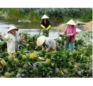 Tạo hướng vững chắc cho trái cây Việt Nam tham gia TPP