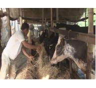 Cần kiểm soát chặt chẽ nguồn gia súc nhập tỉnh Sóc Trăng