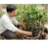 Một nông dân trồng 100 cây mít không hạt