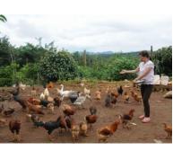 Hiệu quả từ mô hình nuôi gà thịt J-Dabaco tại Đắk Glong Đắk Nông