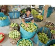 Liên kết phát triển ngành hàng xoài